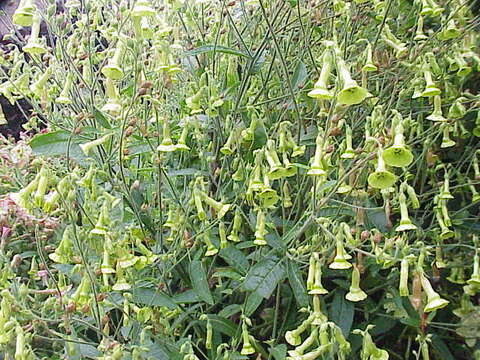 Image of Flowering Tobacco