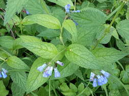 Image of prickly comfrey