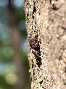 Image of Cribrate Weevil