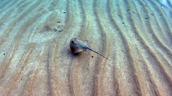 Image of Common Stingray