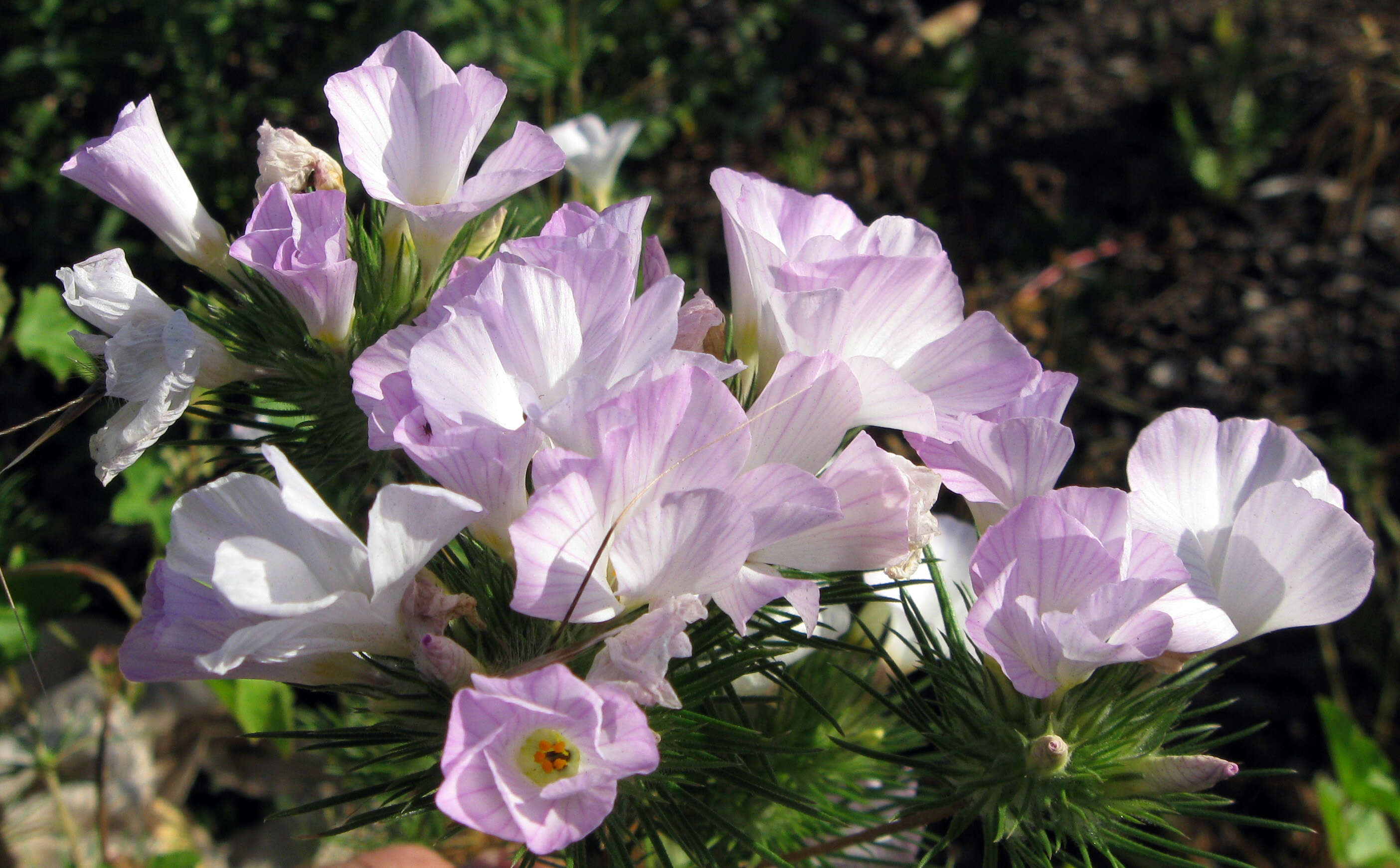 Image of largeflower linanthus