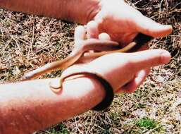 Image of Burrowing Ratsnake