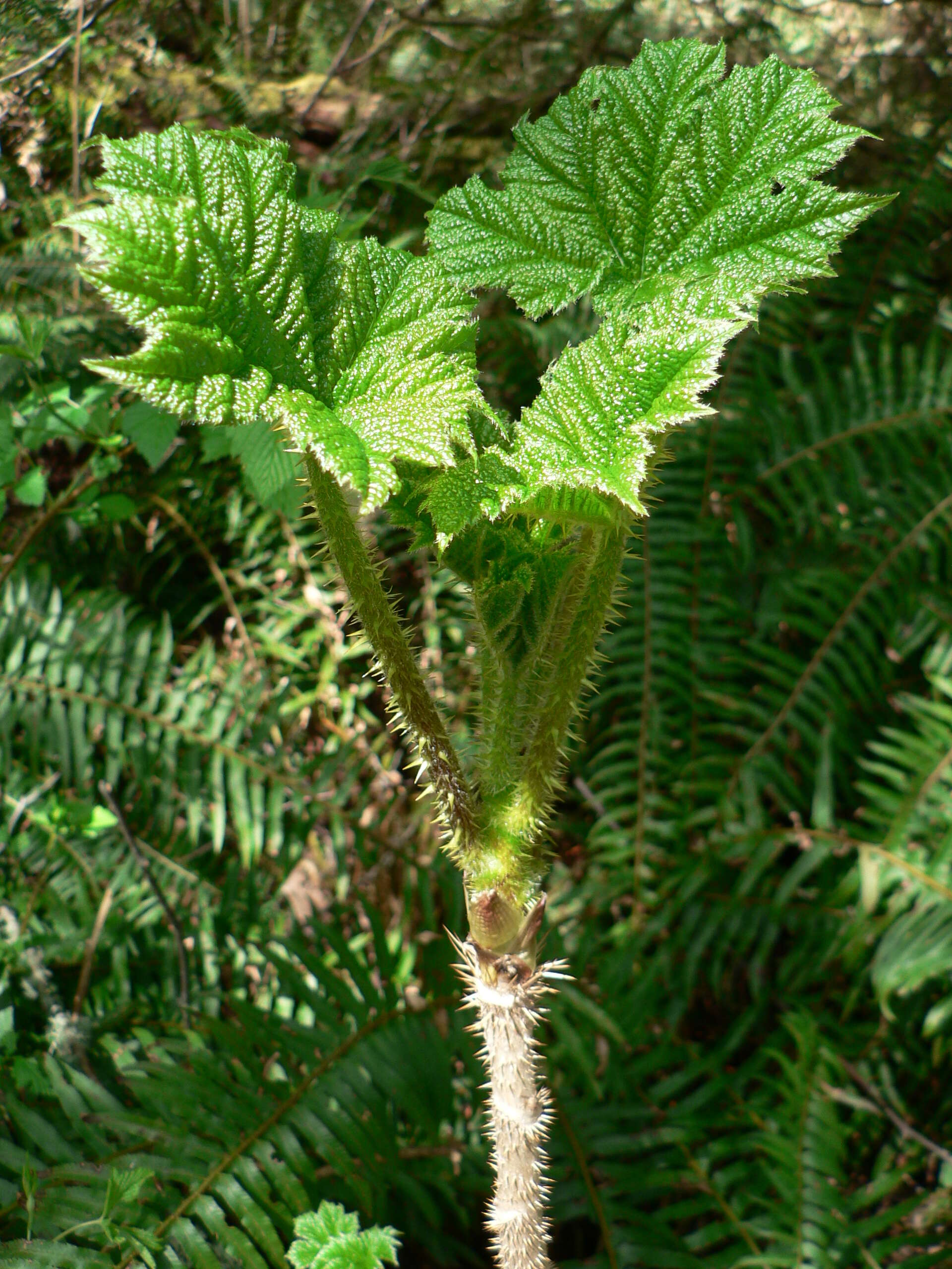 Image de bois piquant