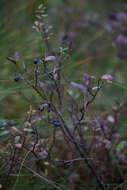 Image of alpine bilberry