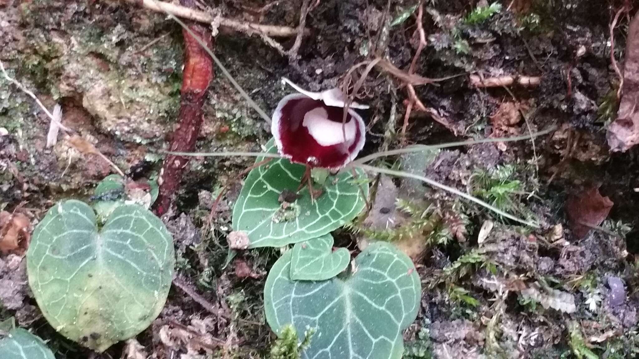 Image of Corybas pictus (Blume) Rchb. fil.