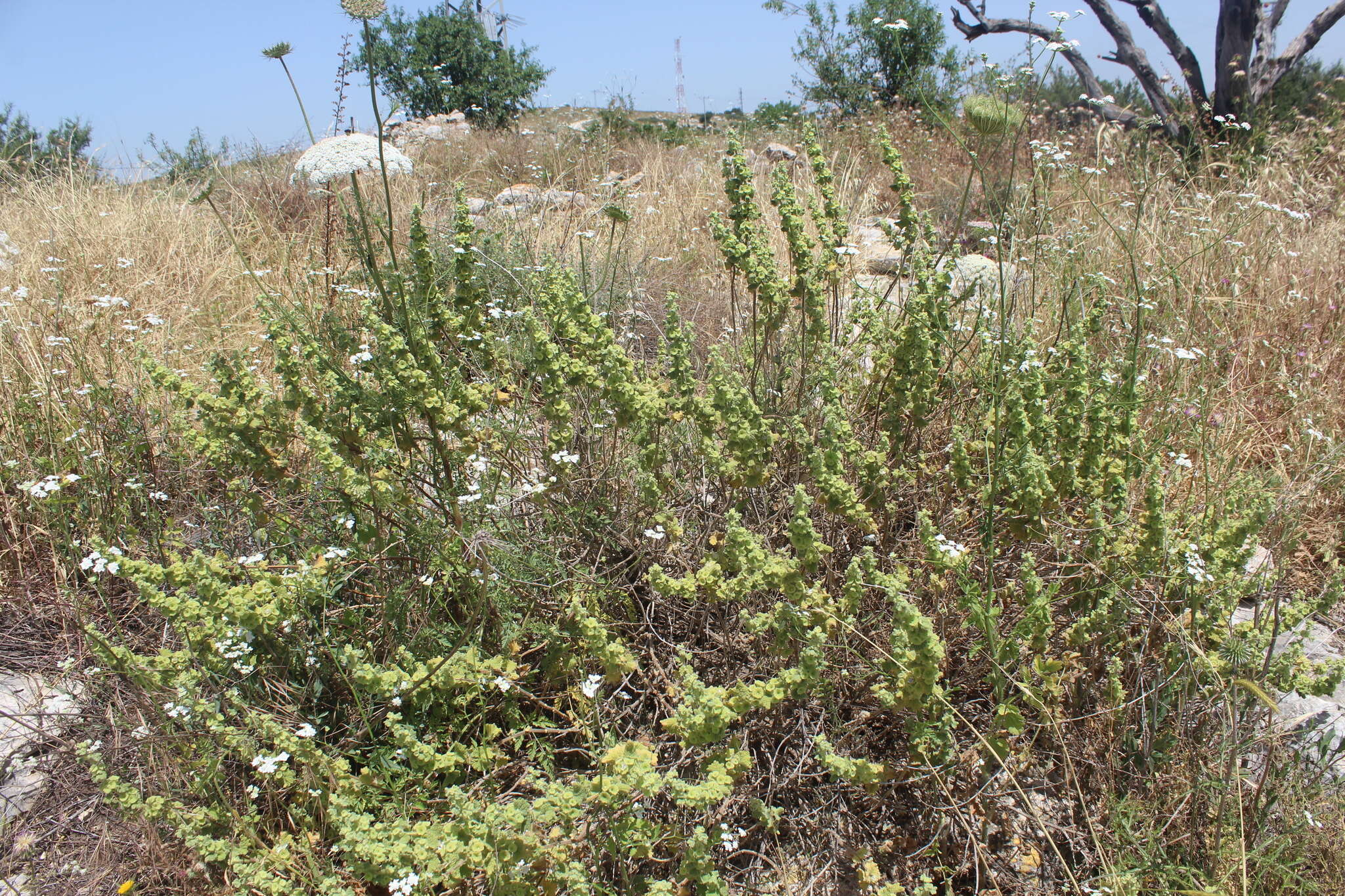 Image of Pseudodictamnus undulatus