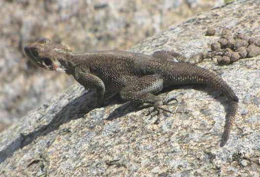 Image of Mwanza Flat-headed Rock Agama