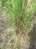 Image of Colombian bluestem