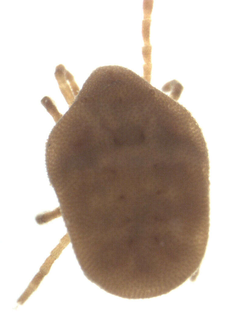 Image of Calyptostoma