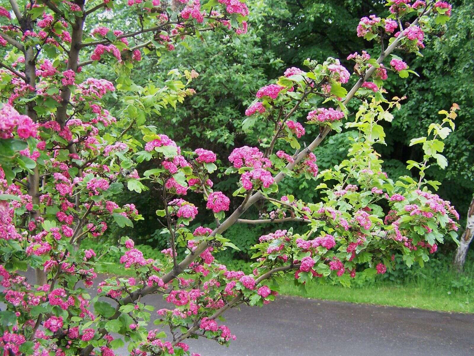 Image of Crataegus coccinea L.