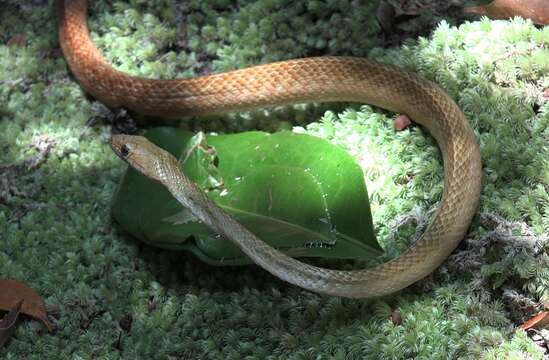 Image of Ithycyphus perineti Domergue 1986