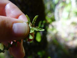 Image of Notogrammitis heterophylla (Labill.) Parris