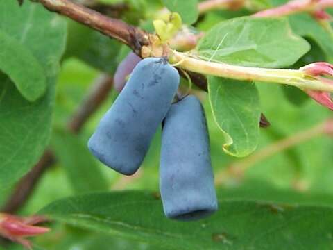 Imagem de Lonicera caerulea L.