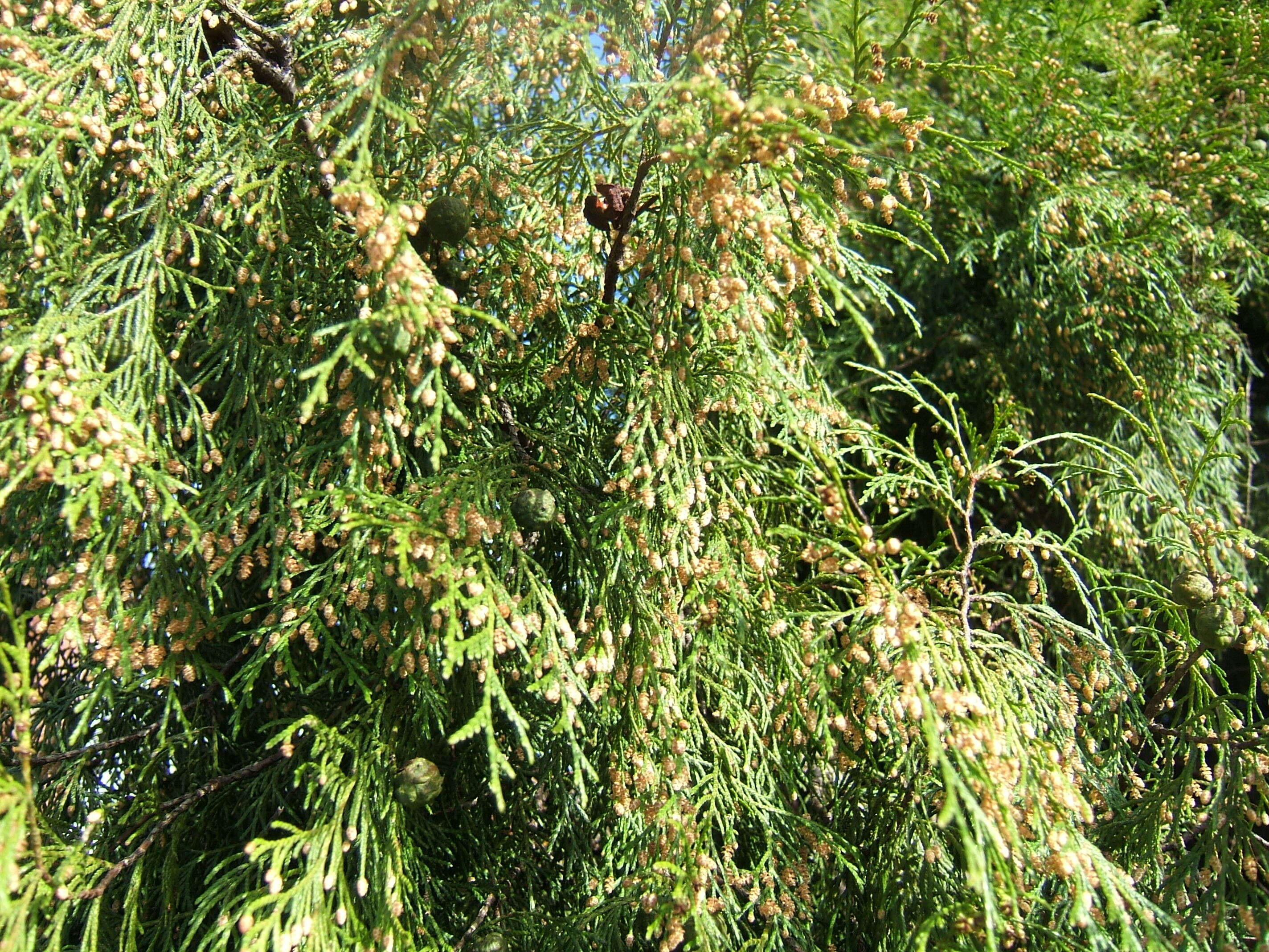 Image of Chinese Weeping Cypress