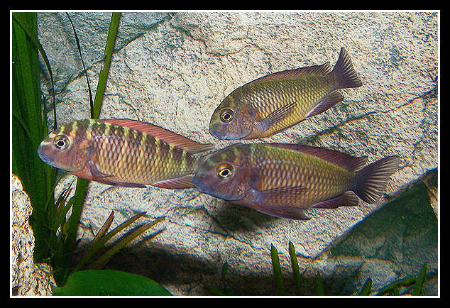 Image of Blunthead Cichlid