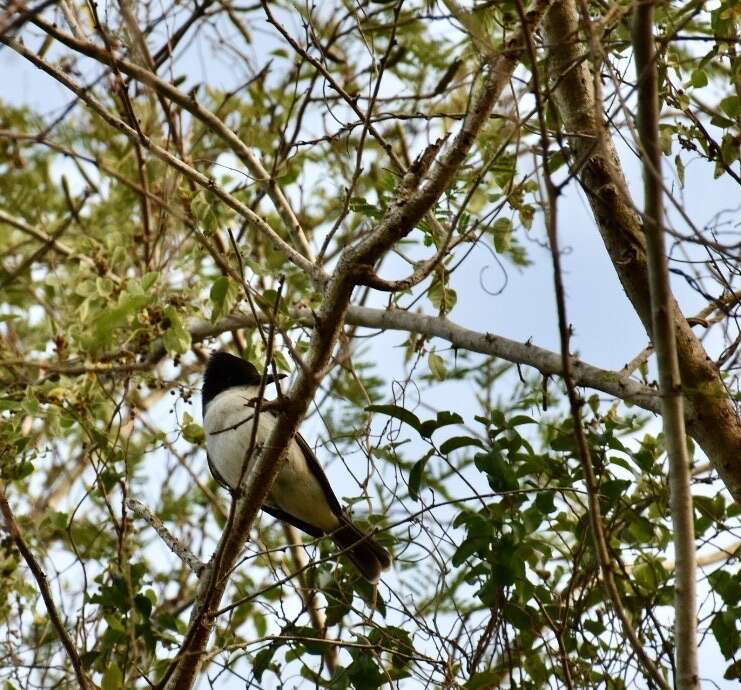 Image of Loggerhead Kingbird