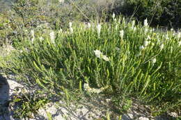 Image of Common Fringe Falseslugwort