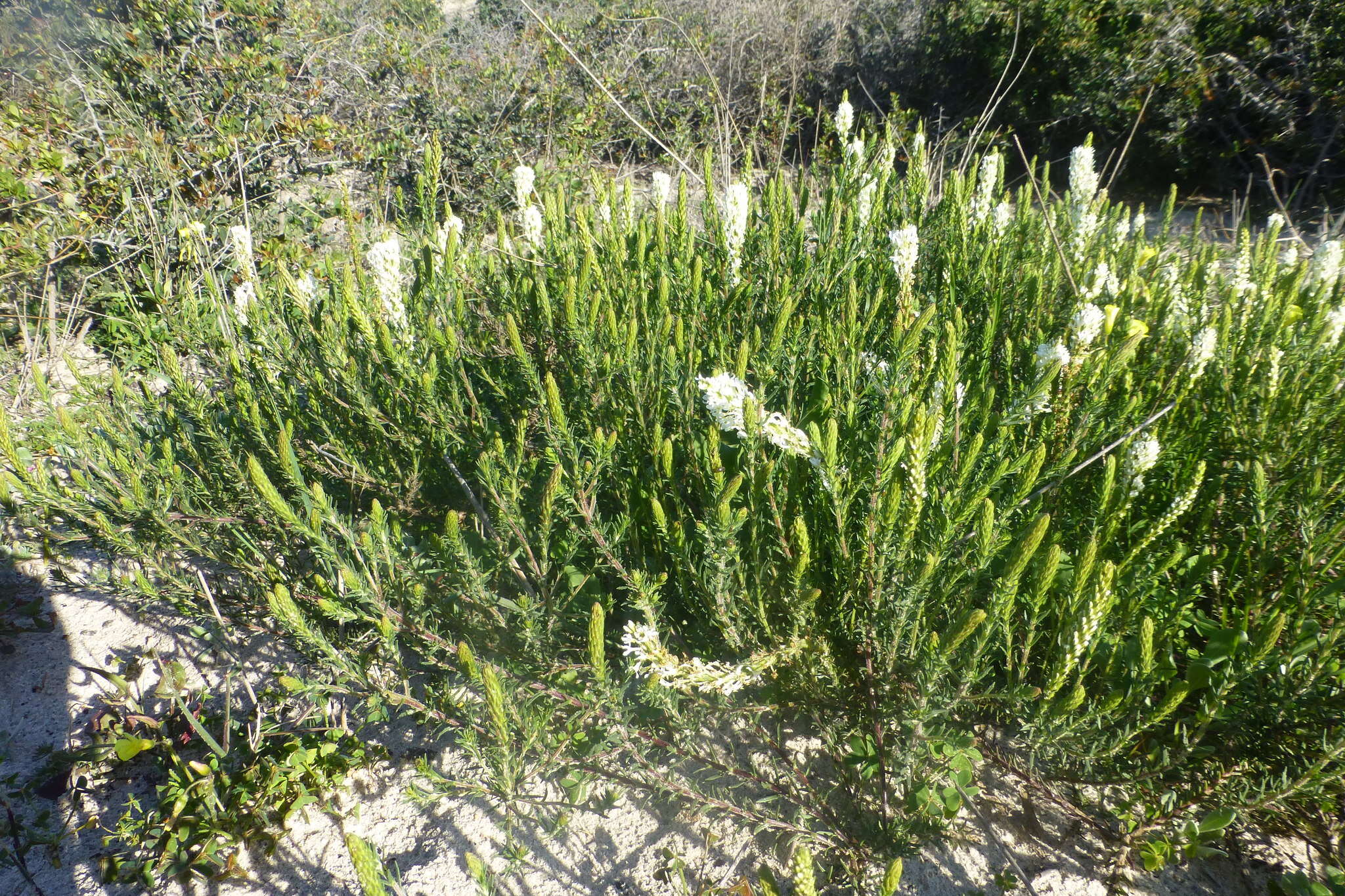 Image of Common Fringe Falseslugwort