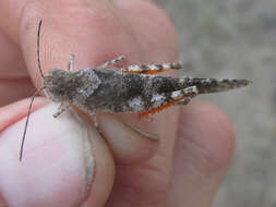 Image of Campestral grasshopper