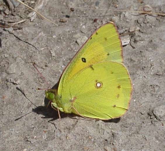 Image of Orange Sulphur