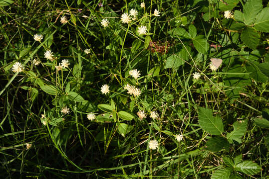 Image of Gomphrena elegans C. Mart.