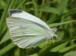 Image of small white