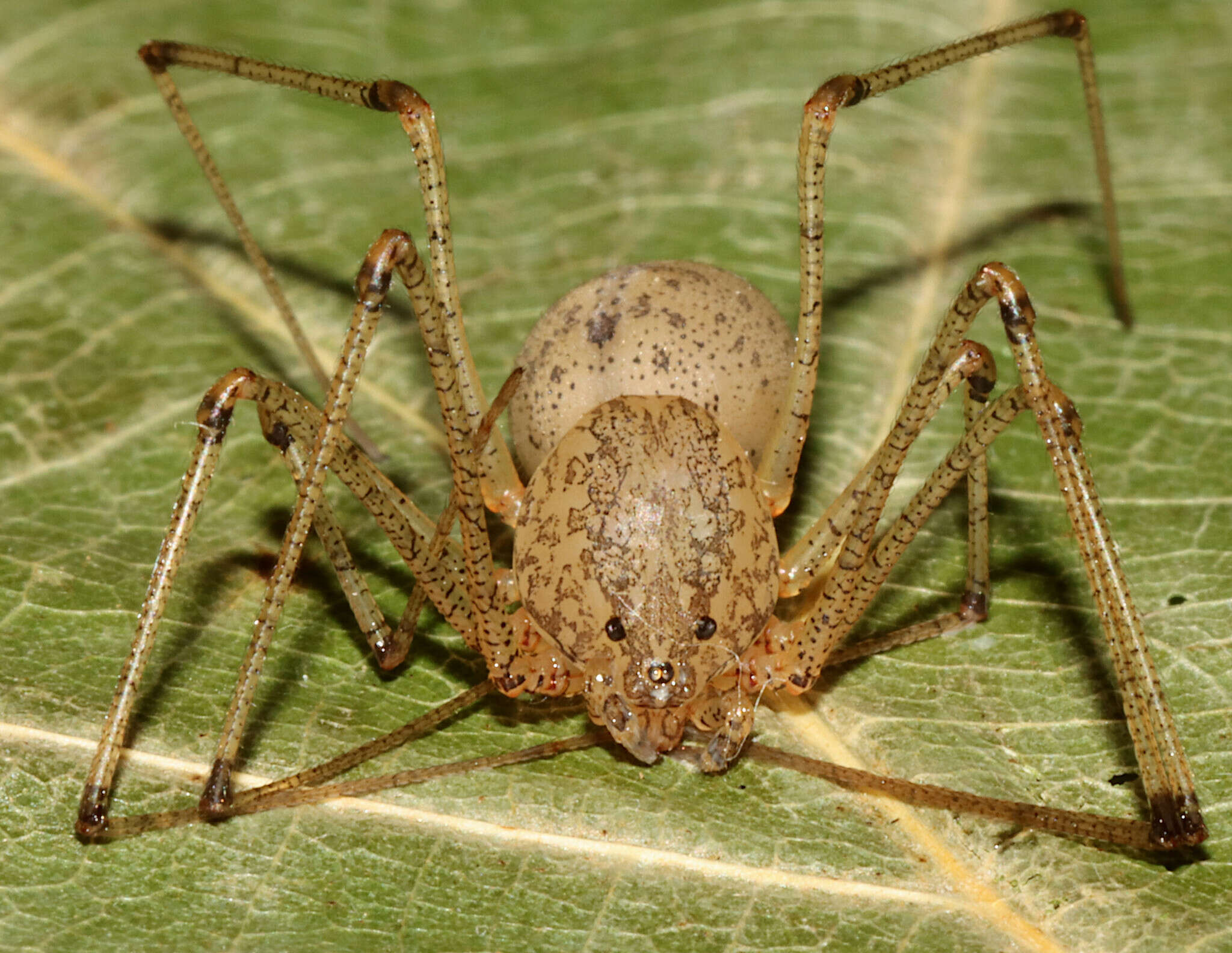 Image de Scytodes atlacoya Rheims, Brescovit & Durán-Barrón 2007