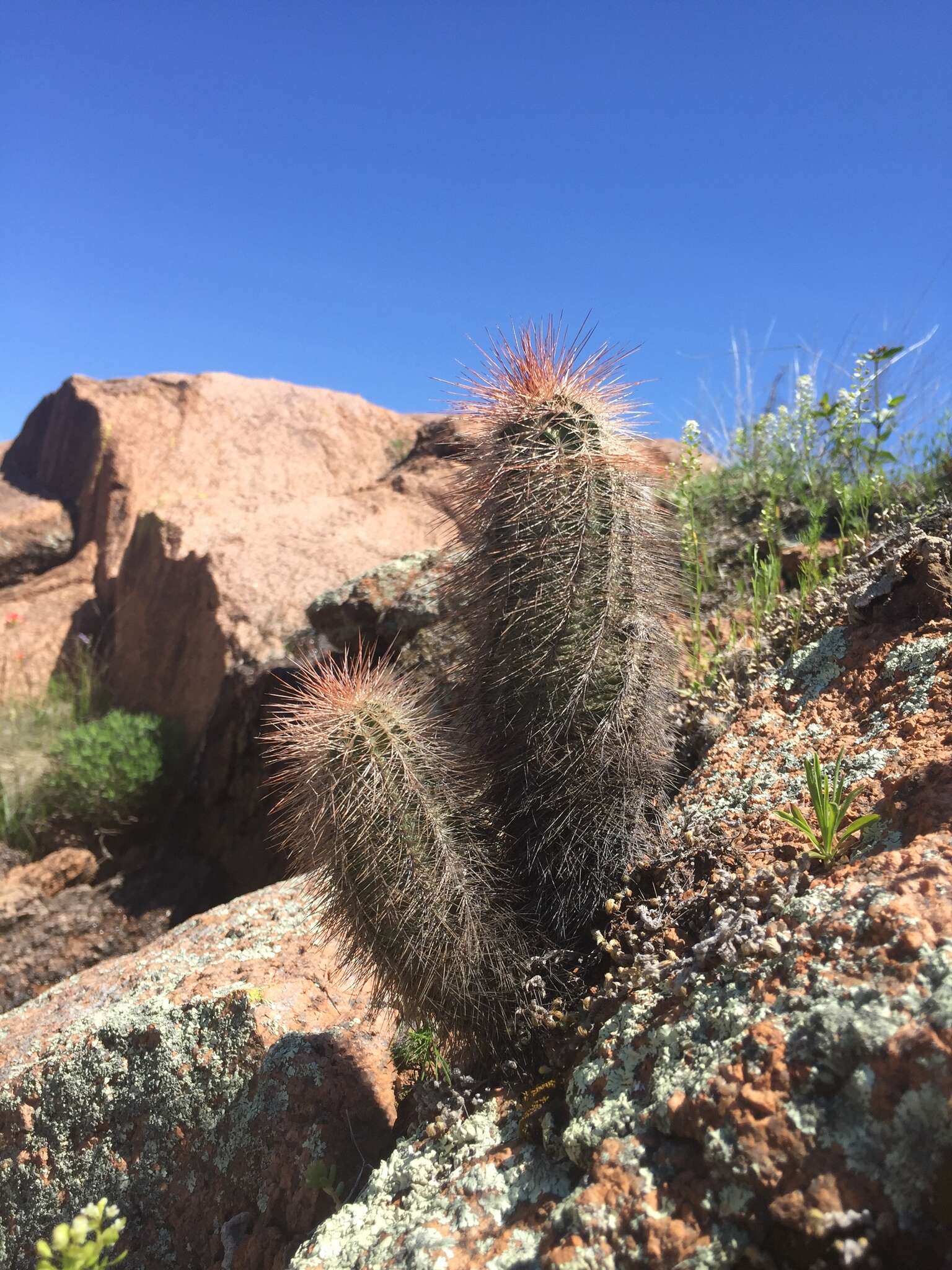 Image of Echinocereus reichenbachii var. baileyi (Rose) N. P. Taylor