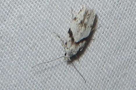 Image of Stripe-backed Moth