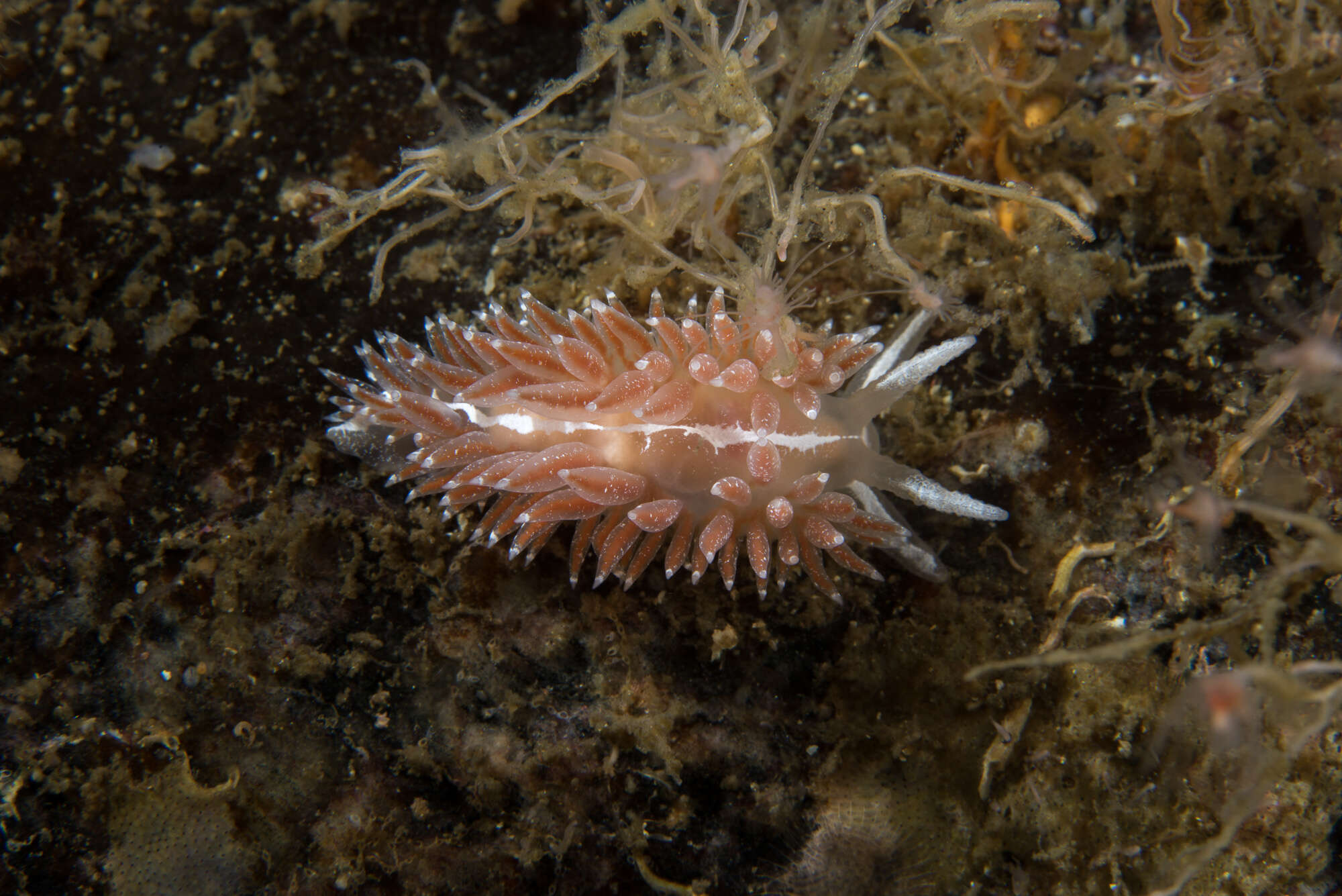 Coryphella orjani (Korshunova, Martynov, Bakken, Evertsen, Fletcher, Mudianta, Saito, Lundin, Schrödl & Picton 2017) resmi