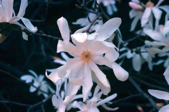 Image of Star Magnolia