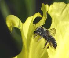 Megachile brevis Say 1837 resmi