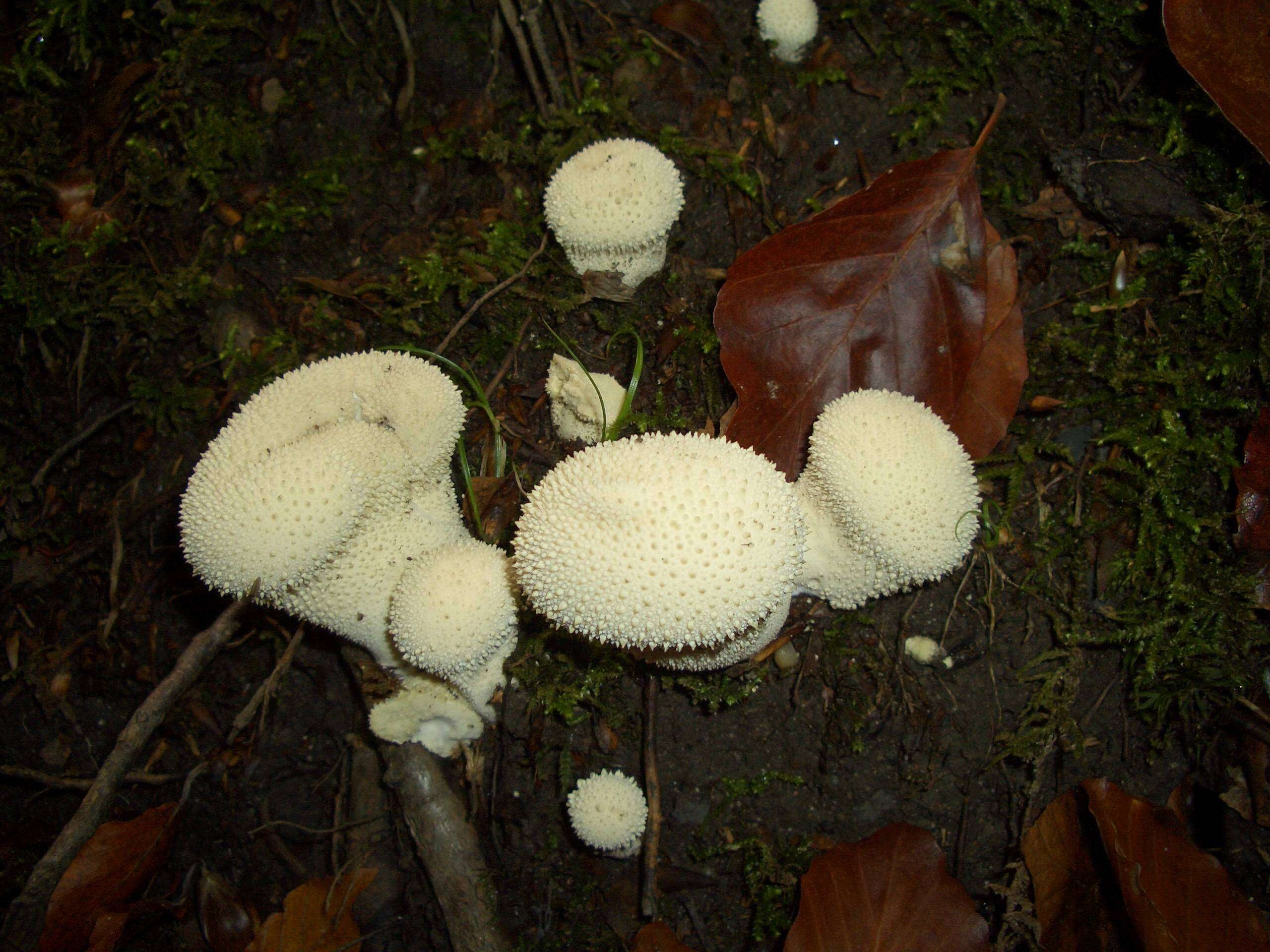 Imagem de Lycoperdon perlatum Pers. 1796