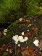 Imagem de Lycoperdon perlatum Pers. 1796