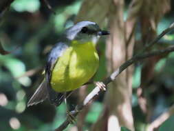 Image of Eopsaltria australis chrysorrhos Gould 1869