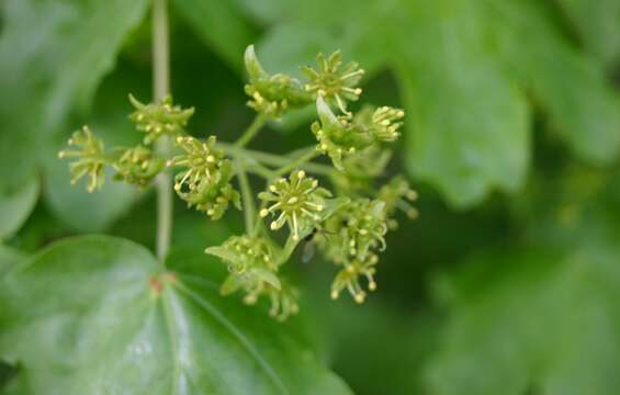 Image of Field Maple