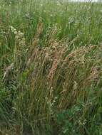 Image of narrow-leaved meadow-grass