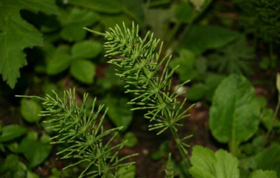 Image of field horsetail