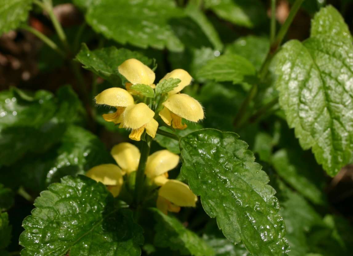 Imagem de Lamium galeobdolon (L.) L.