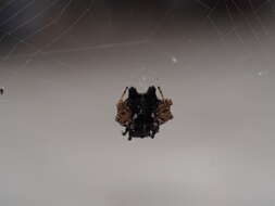 Image of Gasteracantha mediofusca (Doleschall 1859)