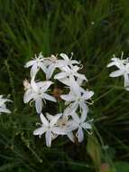 Sabatia macrophylla Hook. resmi