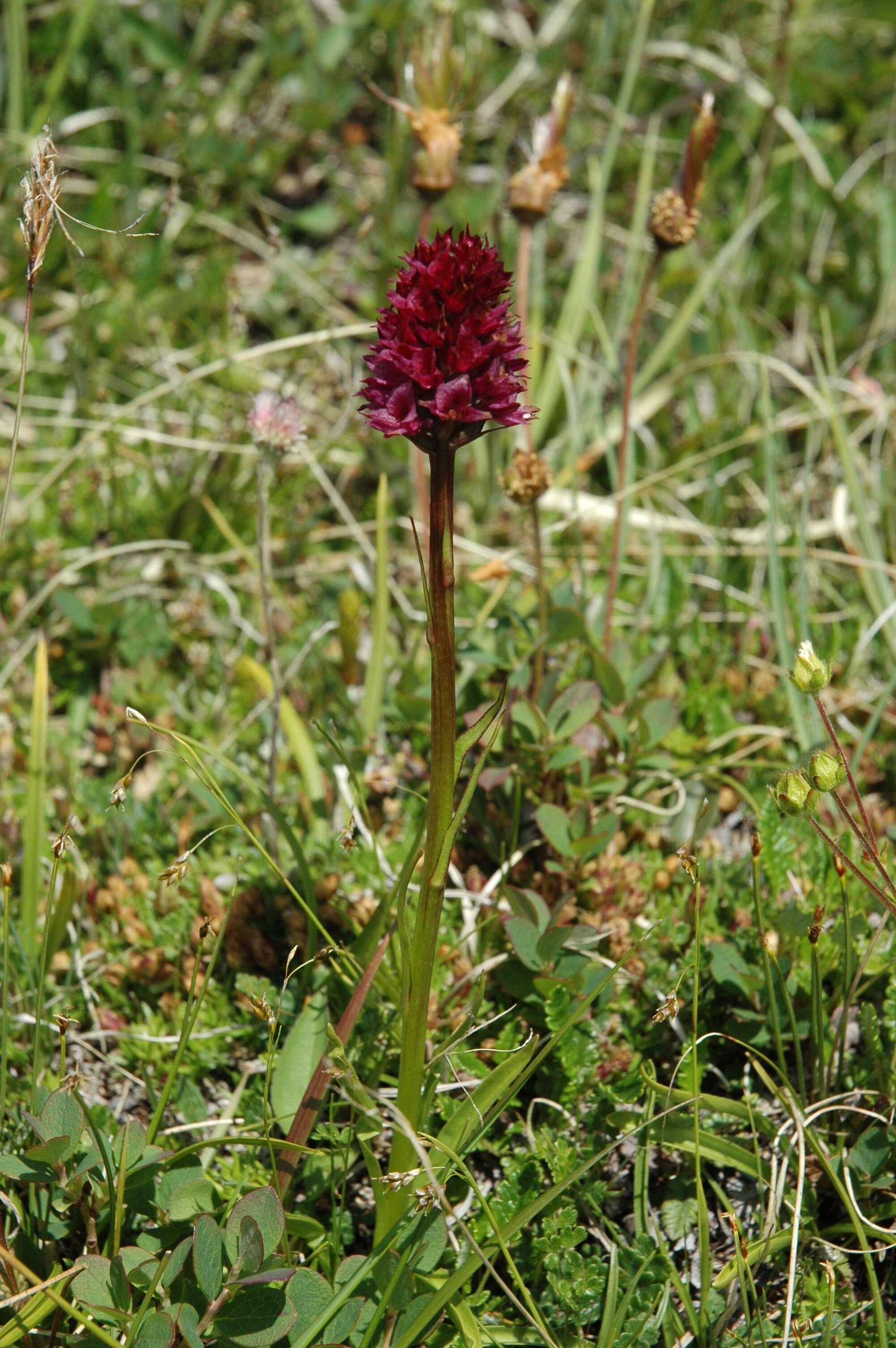 Image of Rein Orchids