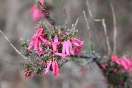 Plancia ëd Epacris impressa Labill.