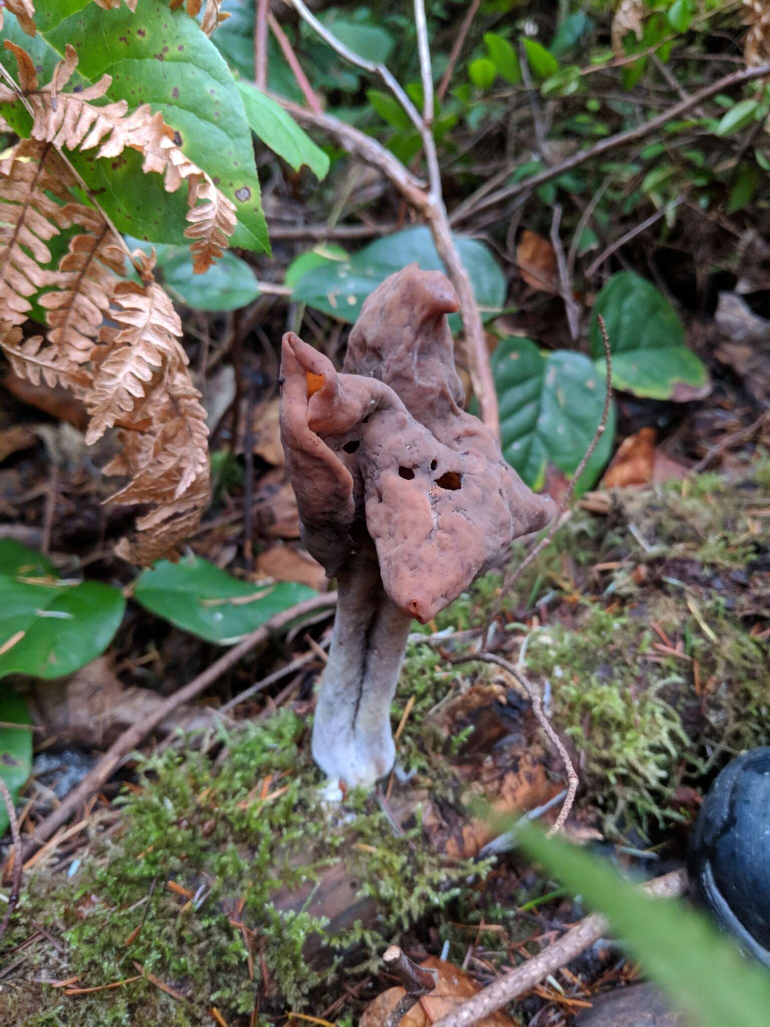 Imagem de Gyromitra ambigua (P. Karst.) Harmaja 1969