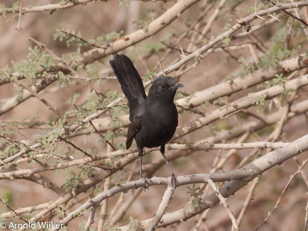 Image of Black Bush Robin