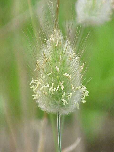 Image of harestail grass