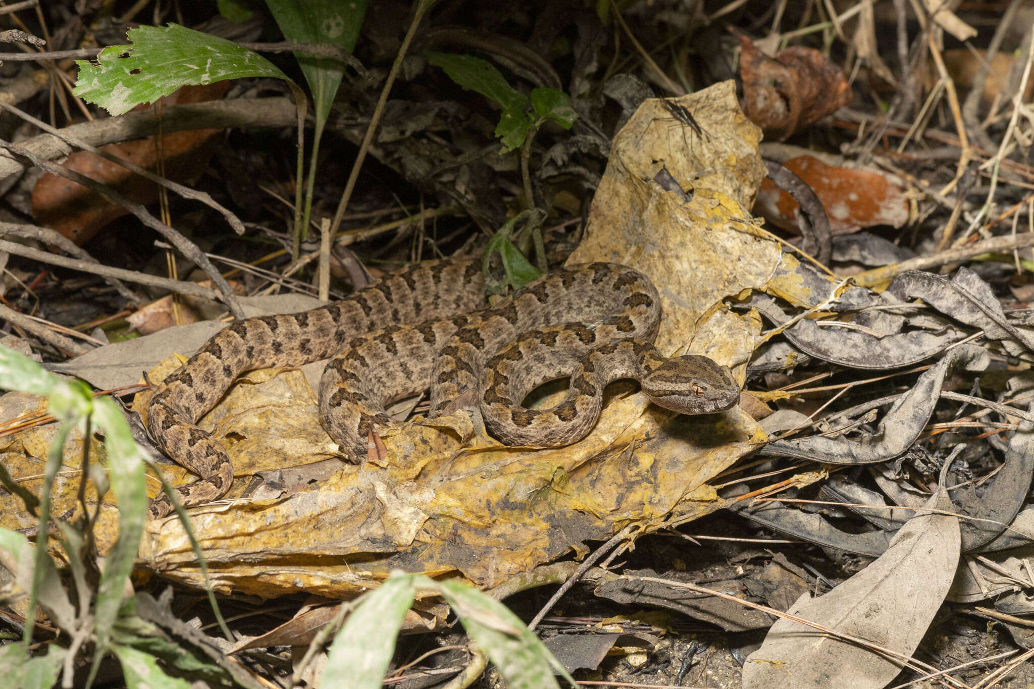 Image of Elegant pitviper