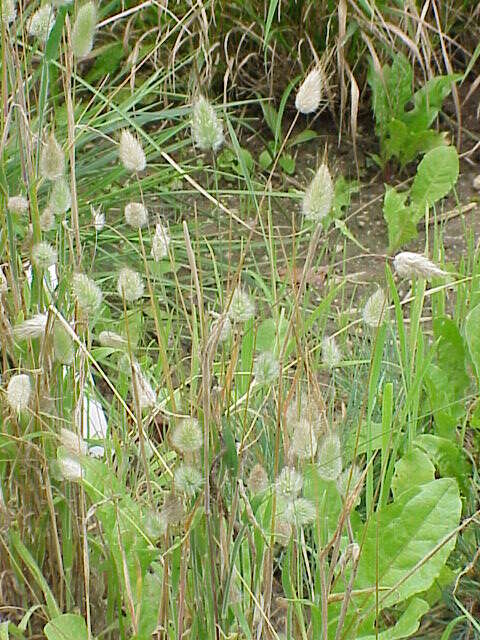 Image of harestail grass