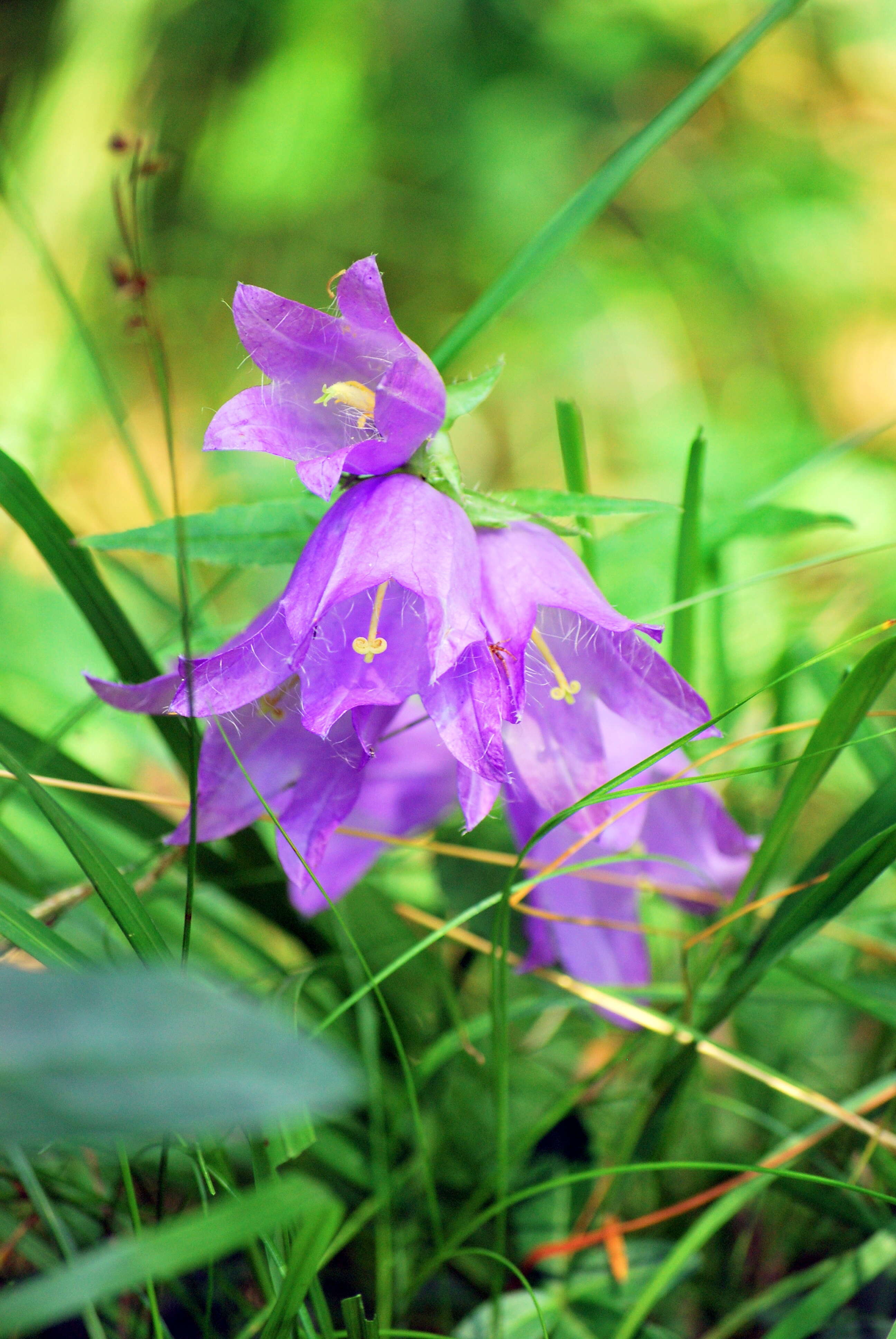 Image of Bearded Bellflower