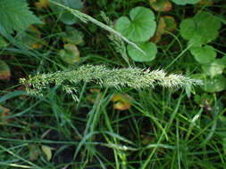 Imagem de Agrostis exarata Trin.